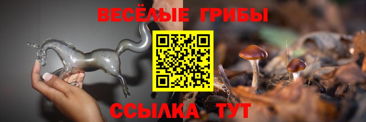 Галлюциногенные грибы Psilocybine cubensis Дмитров